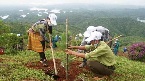 Trồng rừng tăng 40% so với cùng kỳ